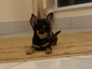 Female chihuahua puppy ikc registered