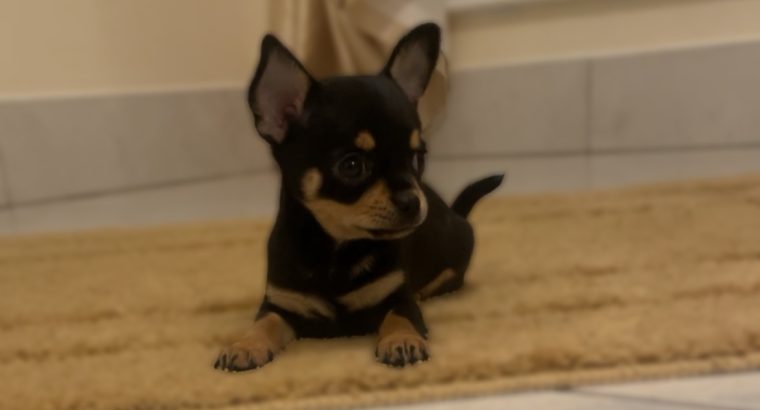 Female chihuahua puppy ikc registered