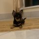 Female chihuahua puppy ikc registered
