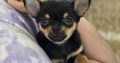 Male chihuahua puppy for sale