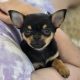 Male chihuahua puppy for sale