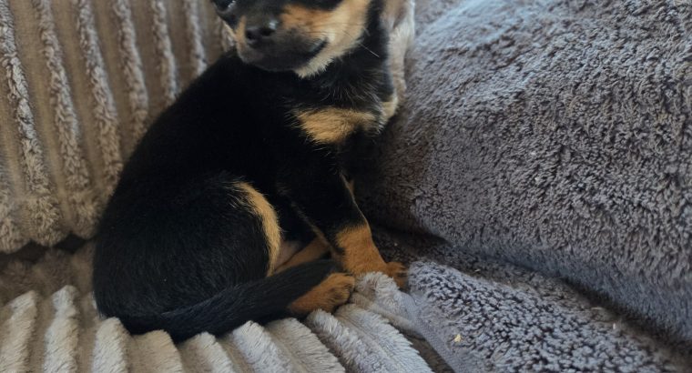 Male chihuahua puppy for sale