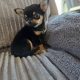Male chihuahua puppy for sale