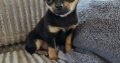 Male chihuahua puppy for sale