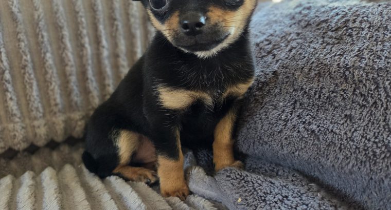 Male chihuahua puppy for sale