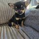 Male chihuahua puppy for sale