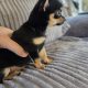 Male chihuahua puppy for sale