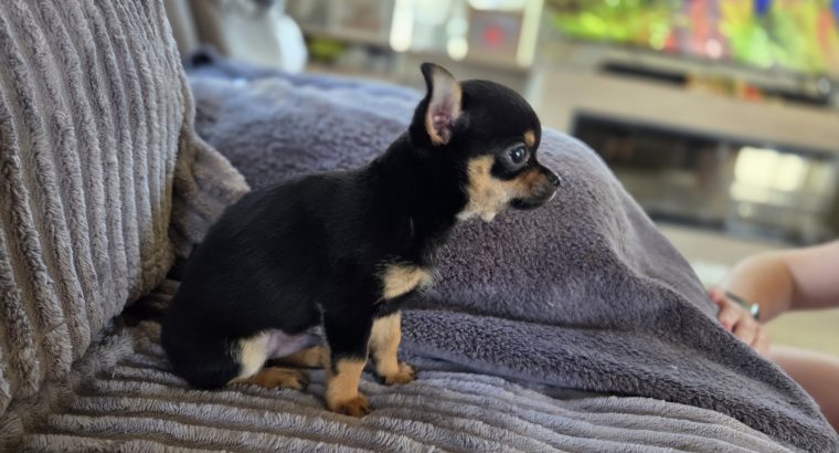 Male chihuahua puppy for sale