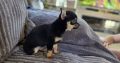 Male chihuahua puppy for sale