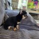Male chihuahua puppy for sale