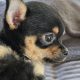 Male chihuahua puppy for sale