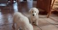 Purebred IKC Golden Retrievers puppies for sale