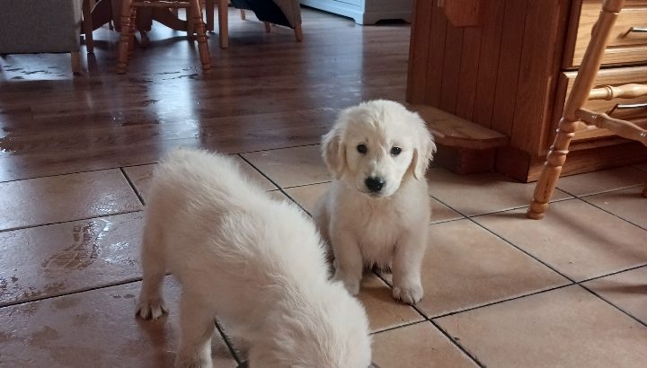 Purebred IKC Golden Retrievers puppies for sale