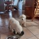 Purebred IKC Golden Retrievers puppies for sale