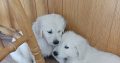 Purebred IKC Golden Retrievers puppies for sale