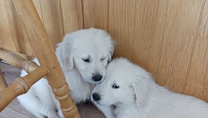 Purebred IKC Golden Retrievers puppies for sale