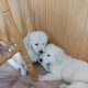 Purebred IKC Golden Retrievers puppies for sale