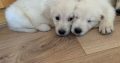 Purebred IKC Golden Retrievers puppies for sale