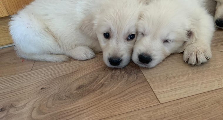 Purebred IKC Golden Retrievers puppies for sale