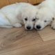 Purebred IKC Golden Retrievers puppies for sale