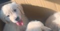 Purebred IKC Golden Retrievers puppies for sale
