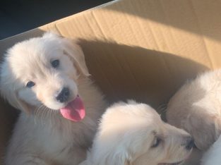 Purebred IKC Golden Retrievers puppies for sale