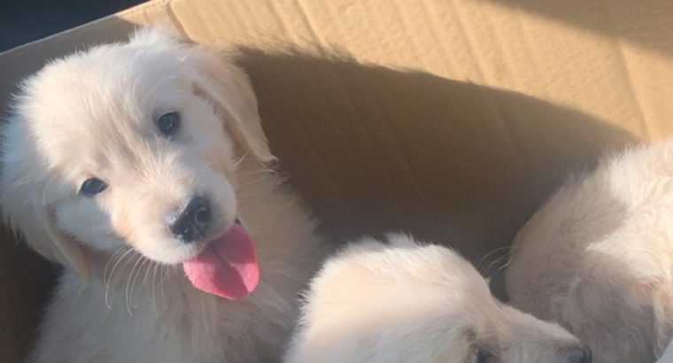 Purebred IKC Golden Retrievers puppies for sale