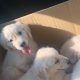 Purebred IKC Golden Retrievers puppies for sale