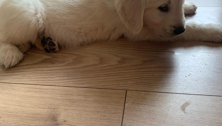 Purebred IKC Golden Retrievers puppies for sale