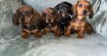 Miniature dachshunds
