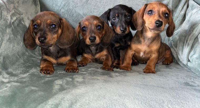Miniature dachshunds