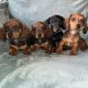 Miniature dachshunds