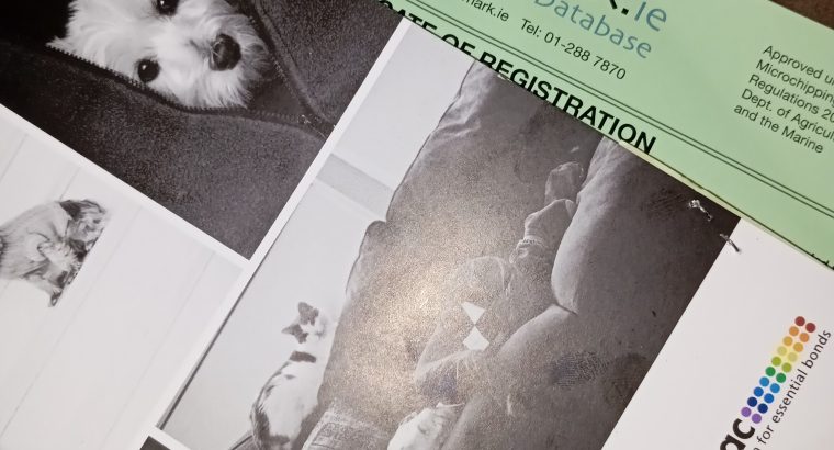 Miniature dachshunds