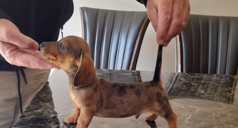 Miniature dachshunds