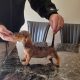 Miniature dachshunds