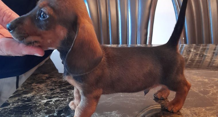 Miniature dachshunds