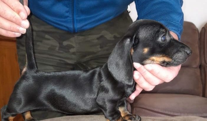 Miniature dachshunds