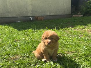 Nova Scotia Duck Toller Puppies