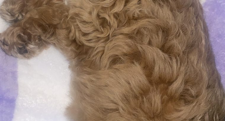 Loving cockapoo for rehoming