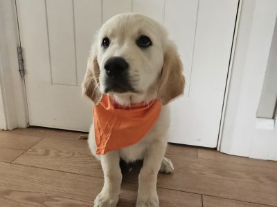 Beautiful Golden Retriever Puppies for sale