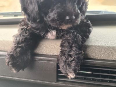 Cavapoochon