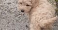 3 Miniature Poodle