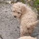 3 Miniature Poodle