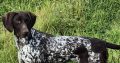 German Shorthaired Pointer