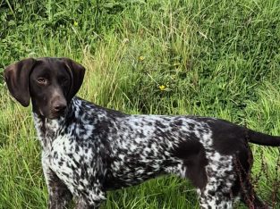 German Shorthaired Pointer