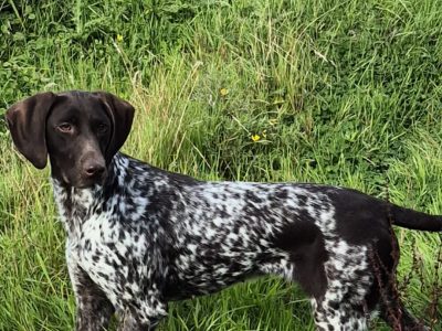 German Shorthaired Pointer