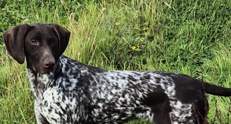 German Shorthaired Pointer