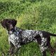German Shorthaired Pointer