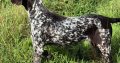 German Shorthaired Pointer