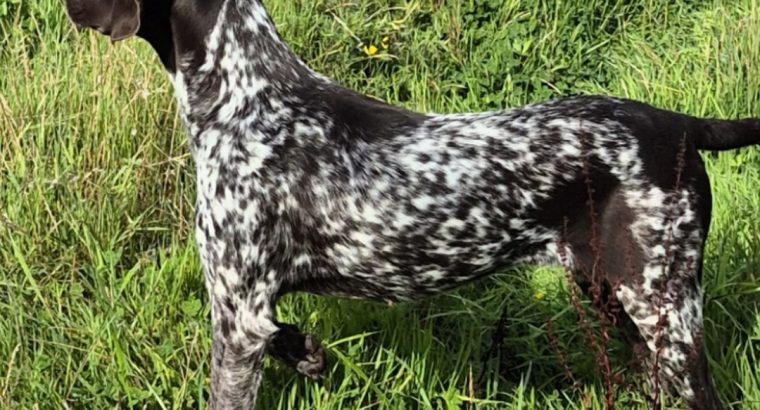 German Shorthaired Pointer